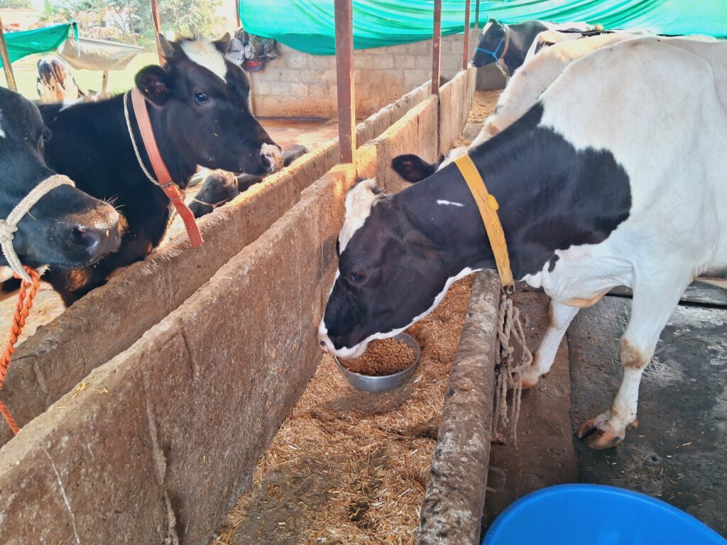 जुगाली पशु आहार